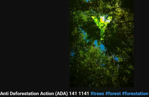 Screenshot eines Youtube-Videos mit einer Waldaufnahme, auf der die Elhaz-Rune als Wasserzeichen liegt. Der Titel des Videos ist "Anti Deforestation Action (ADA) 141 1141"