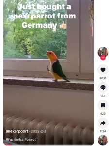 Screenshot von TikTok, das geteilte Video zeigt einen marschierenden Vogel. Der Schriftzug sagt: "Just bought a new parrot from Germany".